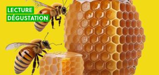 abeille et alvéole de cire remplie de miel
